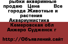 рыбки акваримные продаю › Цена ­ 30 - Все города Животные и растения » Аквариумистика   . Кемеровская обл.,Анжеро-Судженск г.